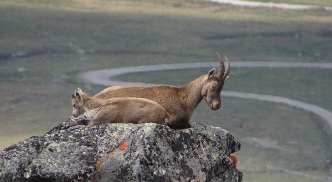 Cabris, bouquetins, marmottes surmontés par un cheval inoxydable image article