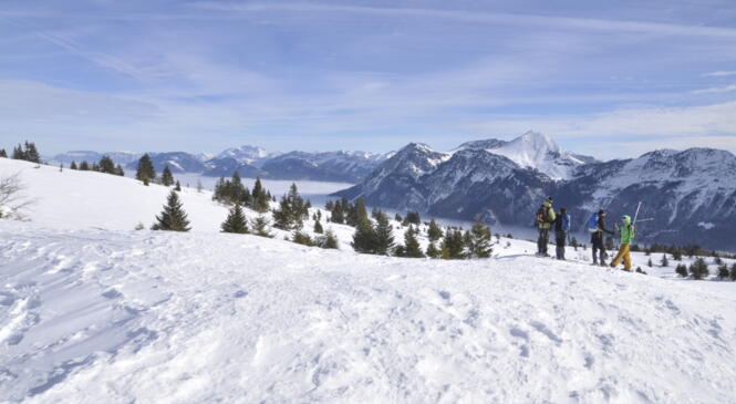 Protection du Tétras Lyre, une initiation par le PNR des Bauges image article