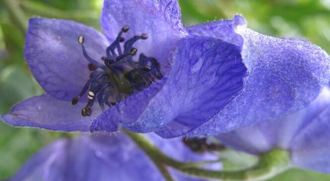Les plantes toxiques de Savoie - Diaporama - Mardi 26 mai à 20h00 image article