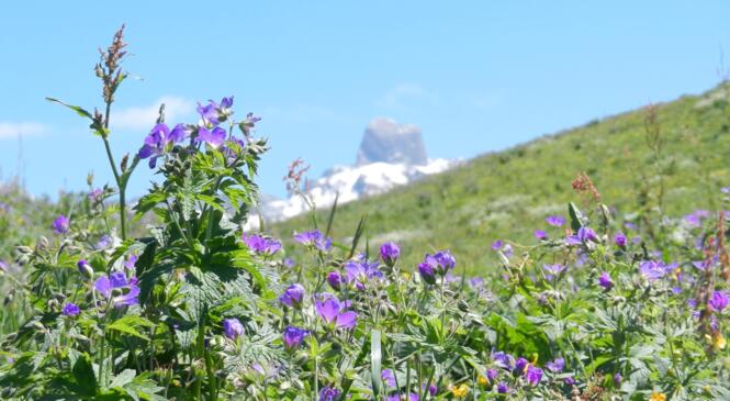 Formation d'encadrants V2M dans le beaufortain image article