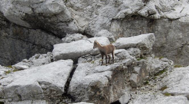 ATTENTION : chasse ouverte ... selon les départements image article