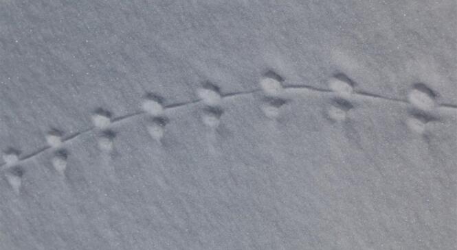 La faune de montagne en hiver, une soirée dédiée image article