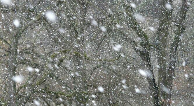 ANNULATION du DVA Parc du samedi 14 décembre image article