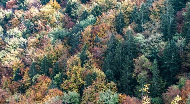 Entre les Lentilles vous prendrez bien une petite Gorgeat ?? image article