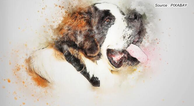 Un Saint Bernard, Grand et généreux image article