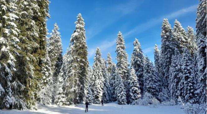 Snow (enfin, ça dépend) Skate & Sun image article