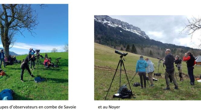 Compte-rendu de la journée de suivi Aigle royal - 22 mars 2025 Parc des Bauges image article