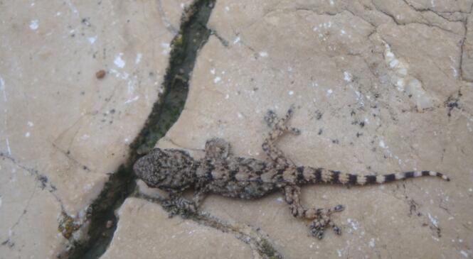 Ouverture des créneaux escalade pendant les vacances de la Toussaint image article