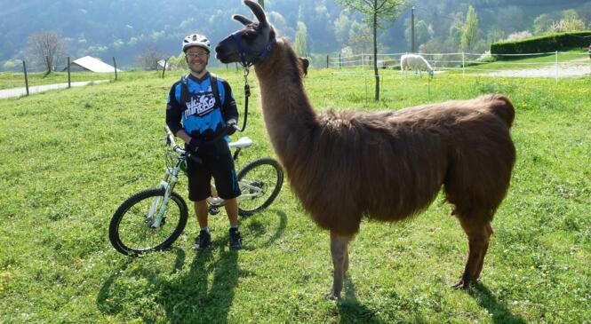 le lama de la croix de la coche image article