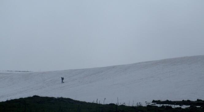 Tasurinchi image article