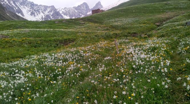 La goulotte des Aiguilles d'Arves image article