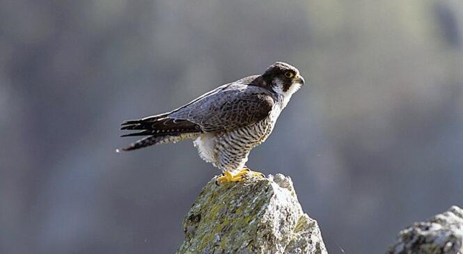PARTICIPER A L'OBSERVATION DES FAUCONS PÈLERINS AVEC LE PARC DES BAUGES image article