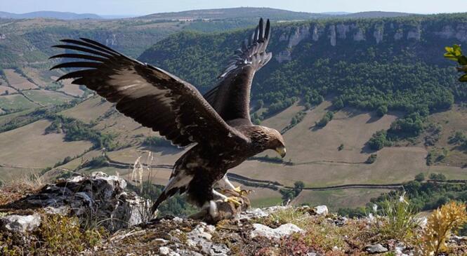 Observer l'aigle royal avec les Parc des Bauges image article