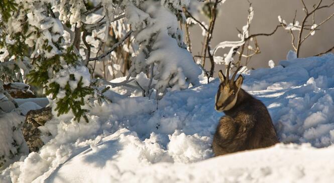 Enquête sur les ACTIVITÉS HIVERNALES : votre avis nous intéresse ! image article