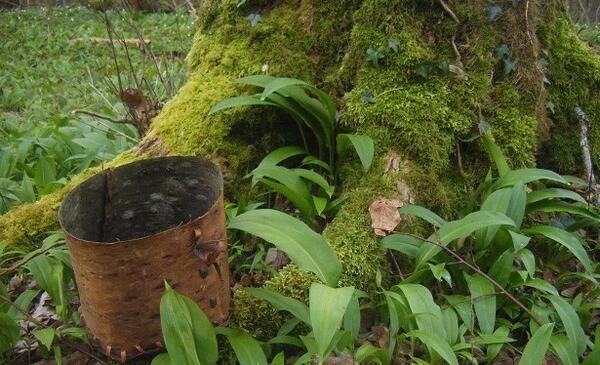 Découverte des plantes sauvages comestibles et médicinales image article