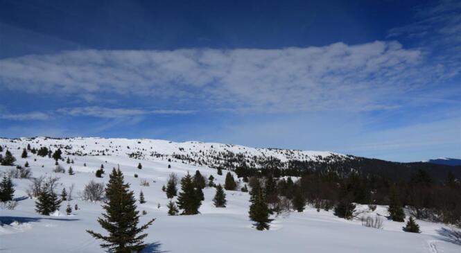 Milieu montagnard et faune sauvage en hiver avec le parc des Bauges image article
