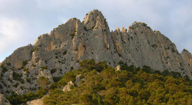 Handi' cap sur Buis image article