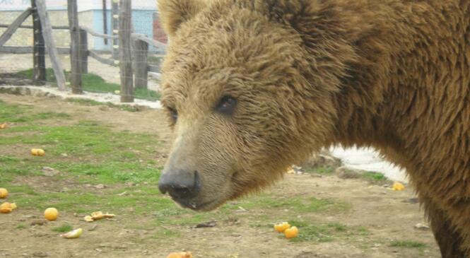 La grotte de l'Ours image article