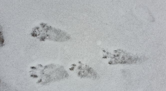 Traces ? image article