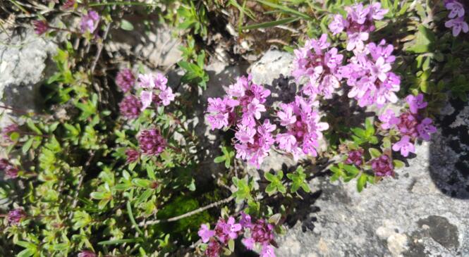 De nouvelles sorties naturalistes !!! (Du 9 au 20 juin) image article